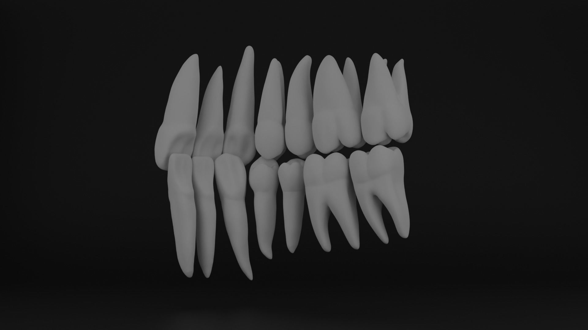 Anatomy of teeth with roots 3D print model_3