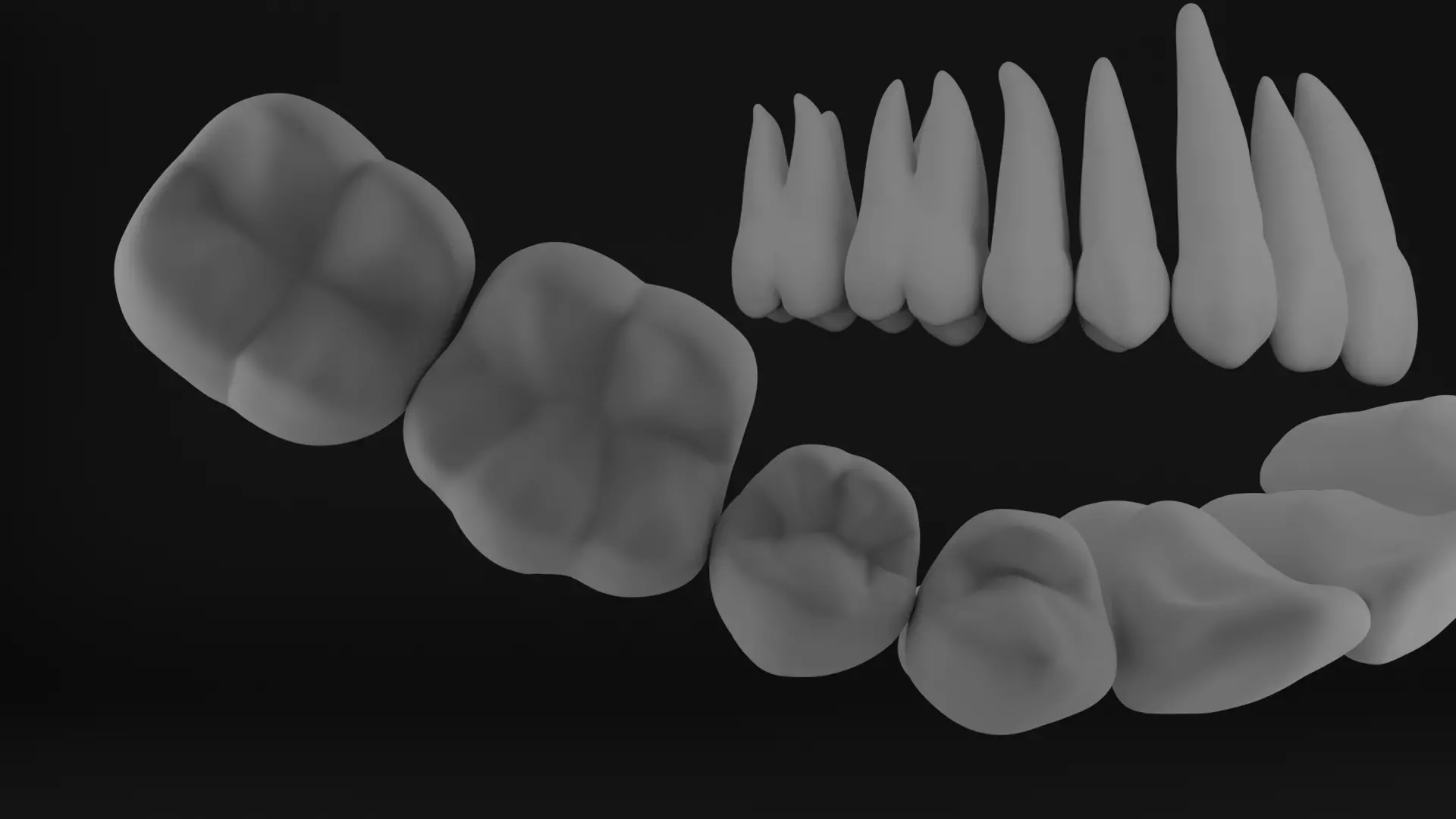 Anatomy of teeth with roots 3D print model_0