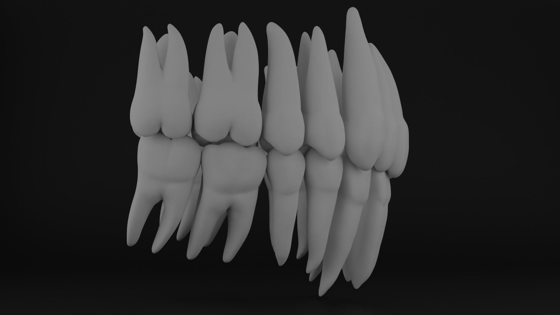 Anatomy of teeth with roots 3D print model_5