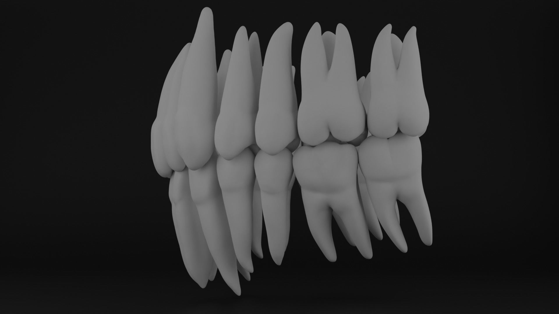 Anatomy of teeth with roots 3D print model_2