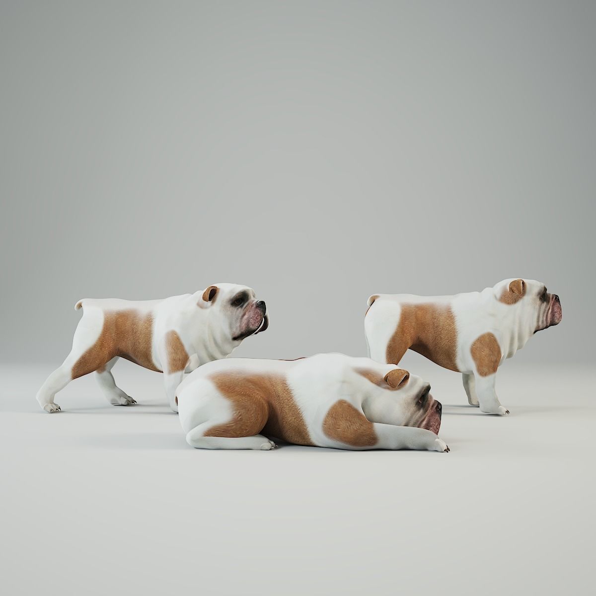dog 3d model Low-poly 3D model_2