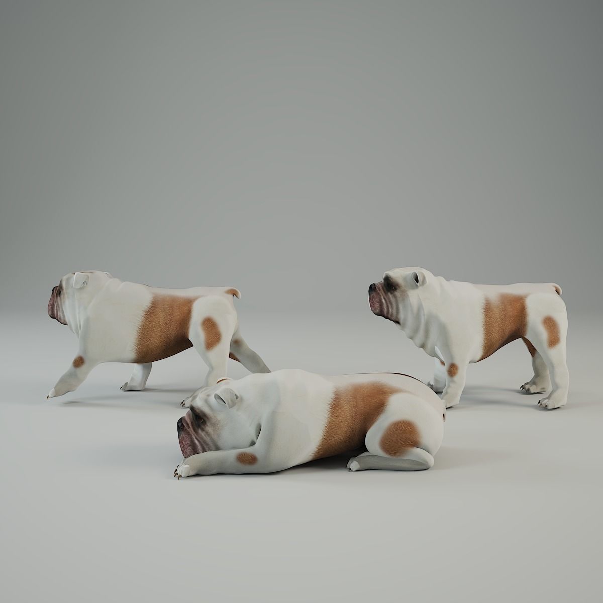 dog 3d model Low-poly 3D model_1