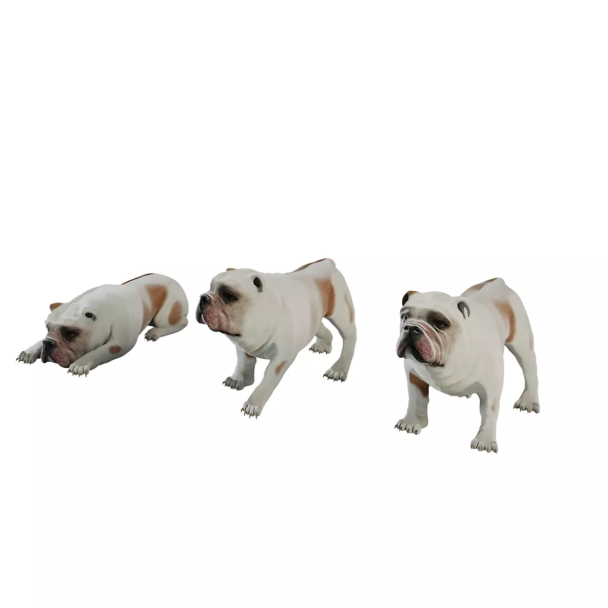 dog 3d model Low-poly 3D model_0