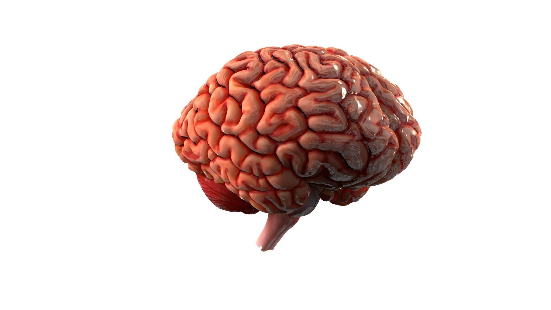 Brain Free 3D model_2