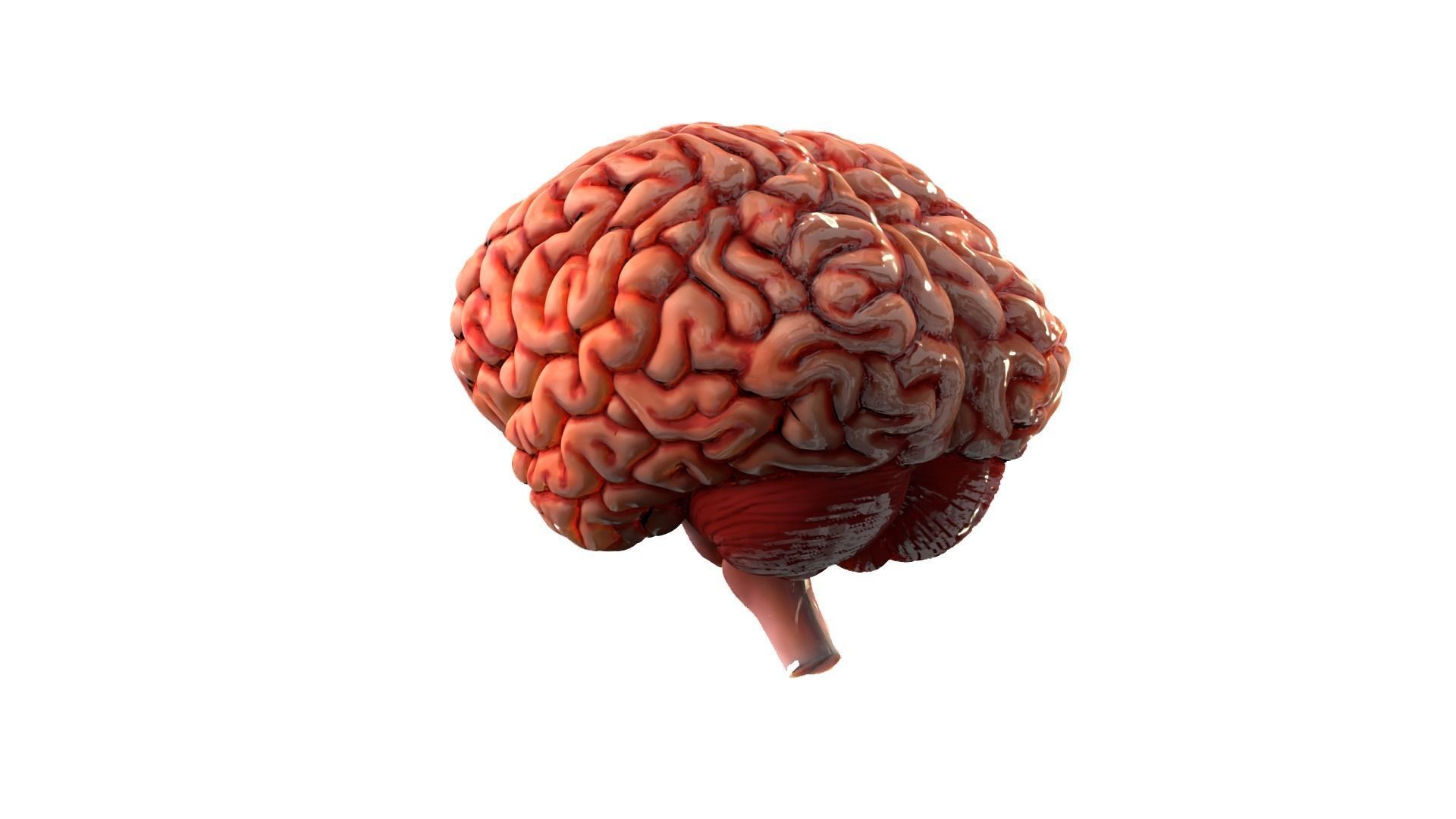 Brain Free 3D model_3