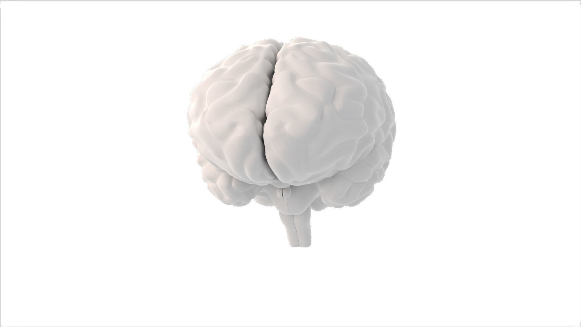 Brain Free 3D model_12