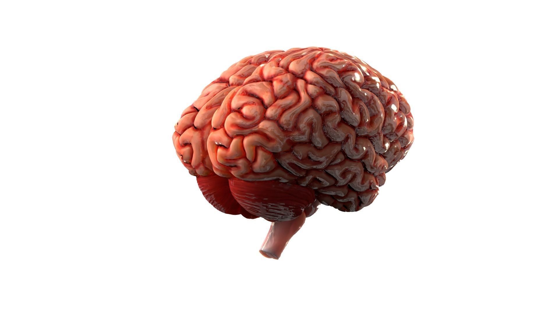 Brain Free 3D model_4