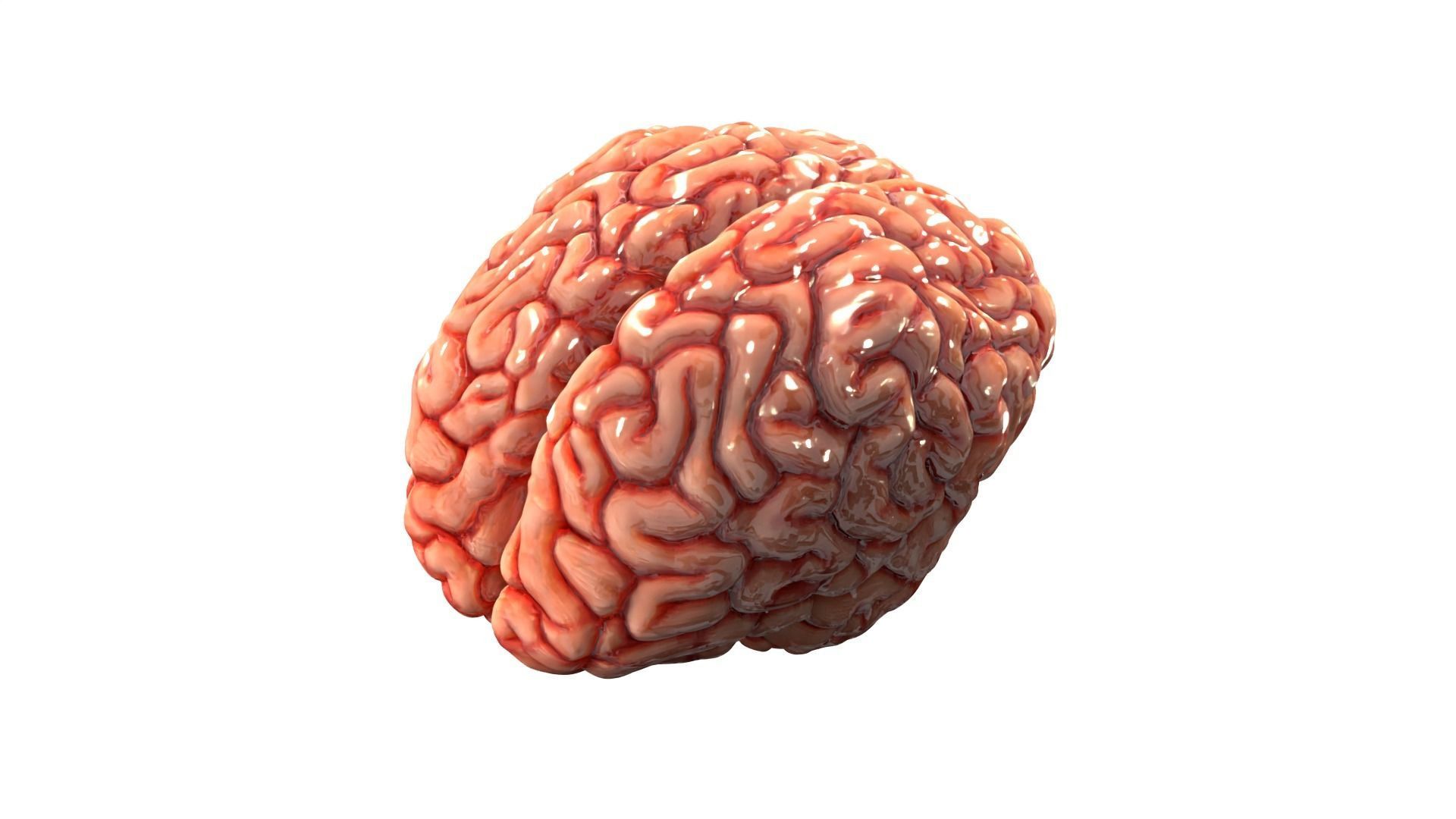 Brain Free 3D model_8