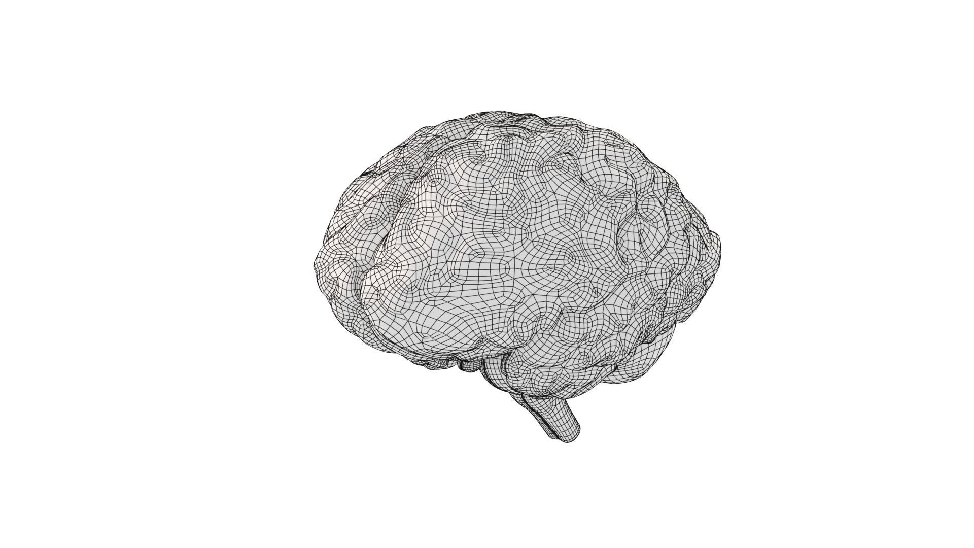 Brain Free 3D model_10