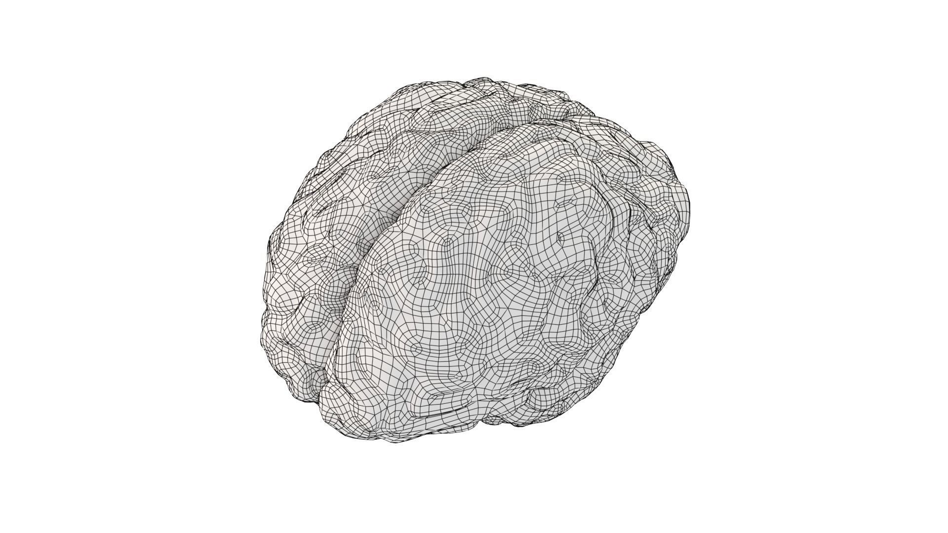 Brain Free 3D model_9
