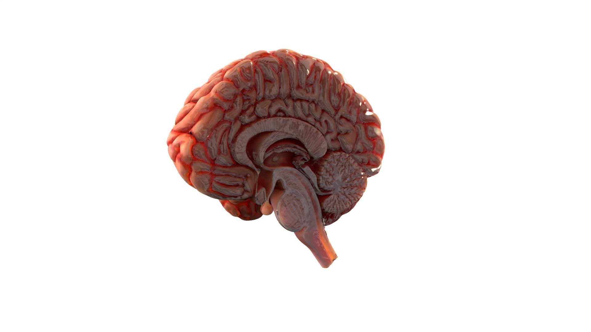 Brain Free 3D model_7