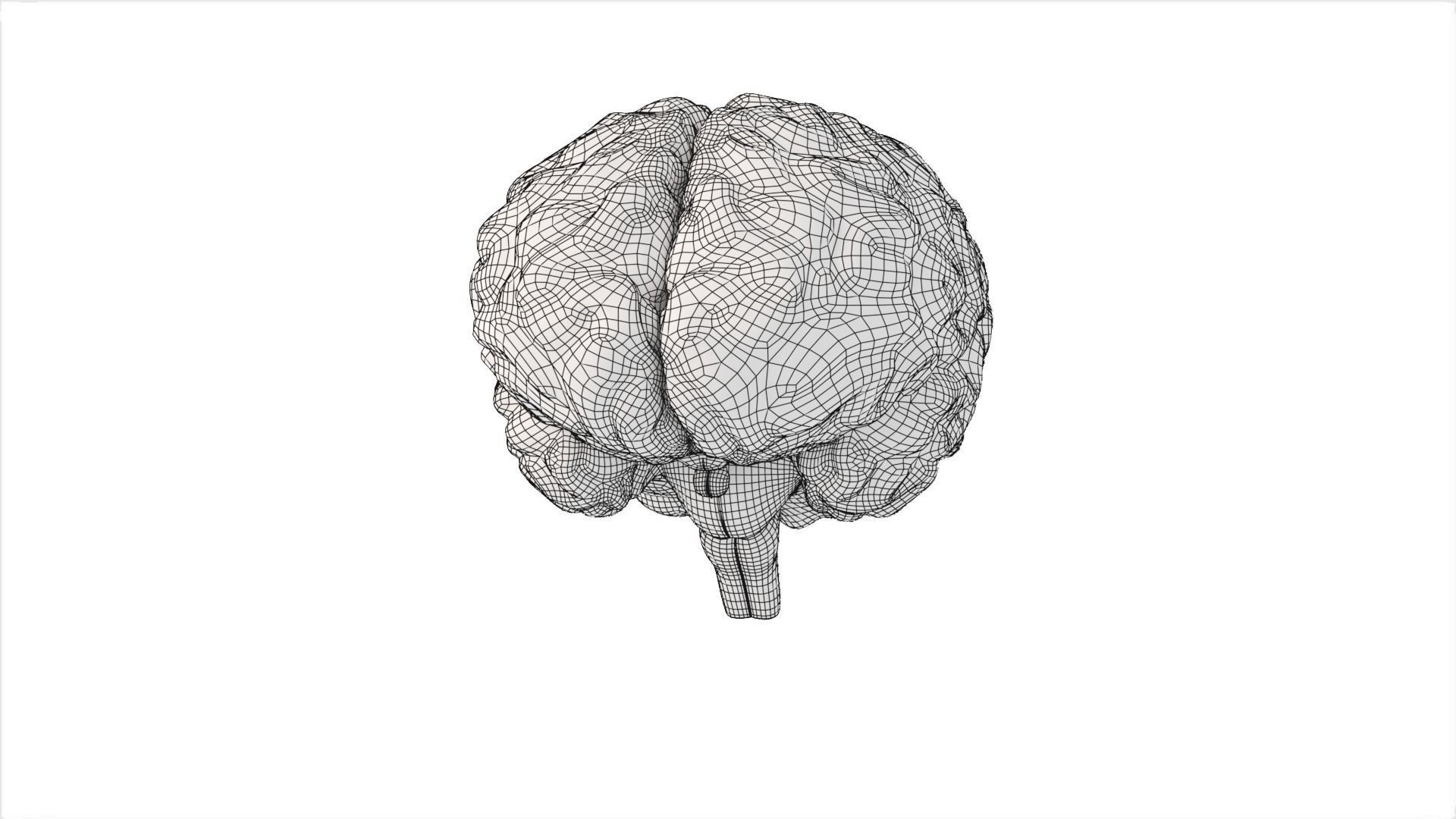 Brain Free 3D model_11