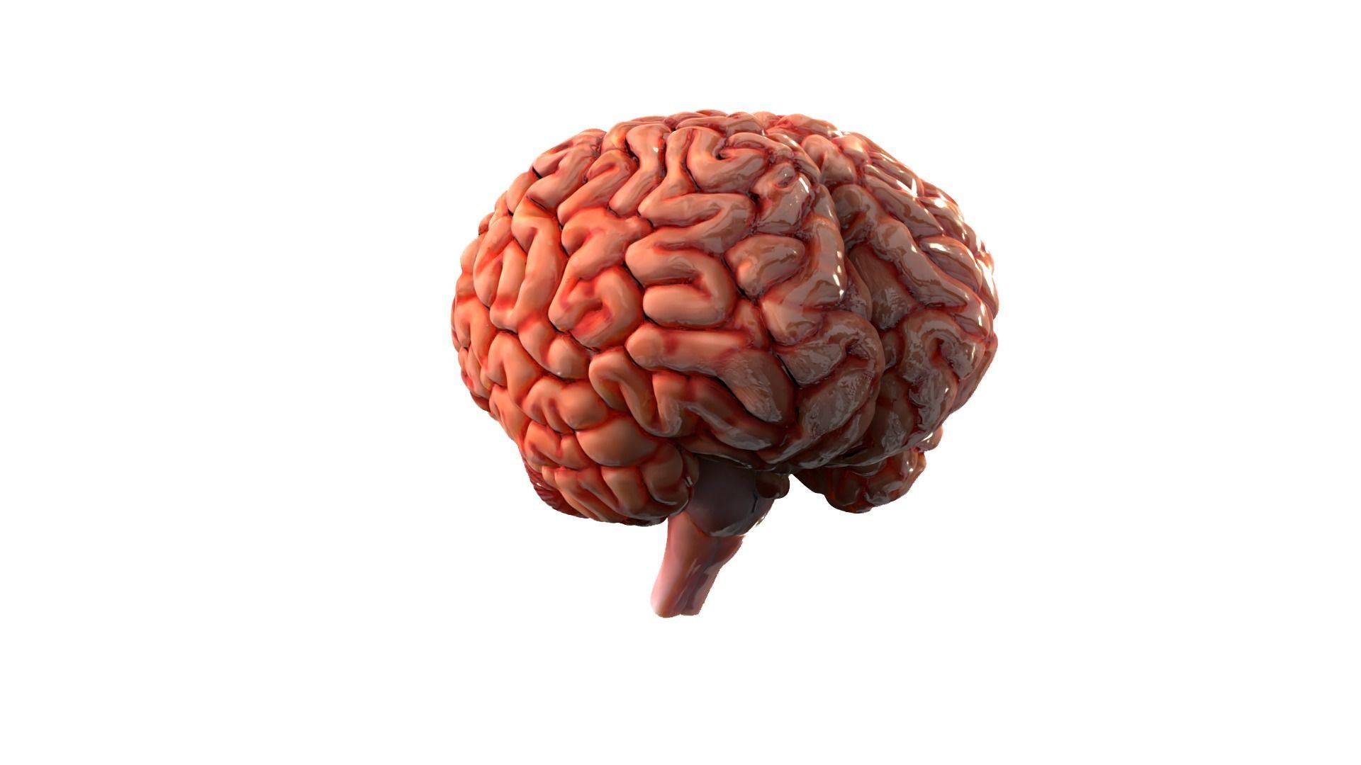 Brain Free 3D model_6