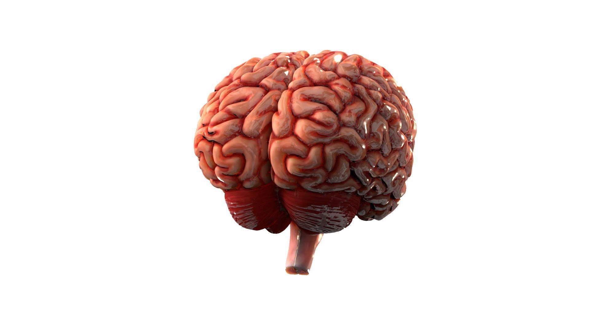 Brain Free 3D model_5