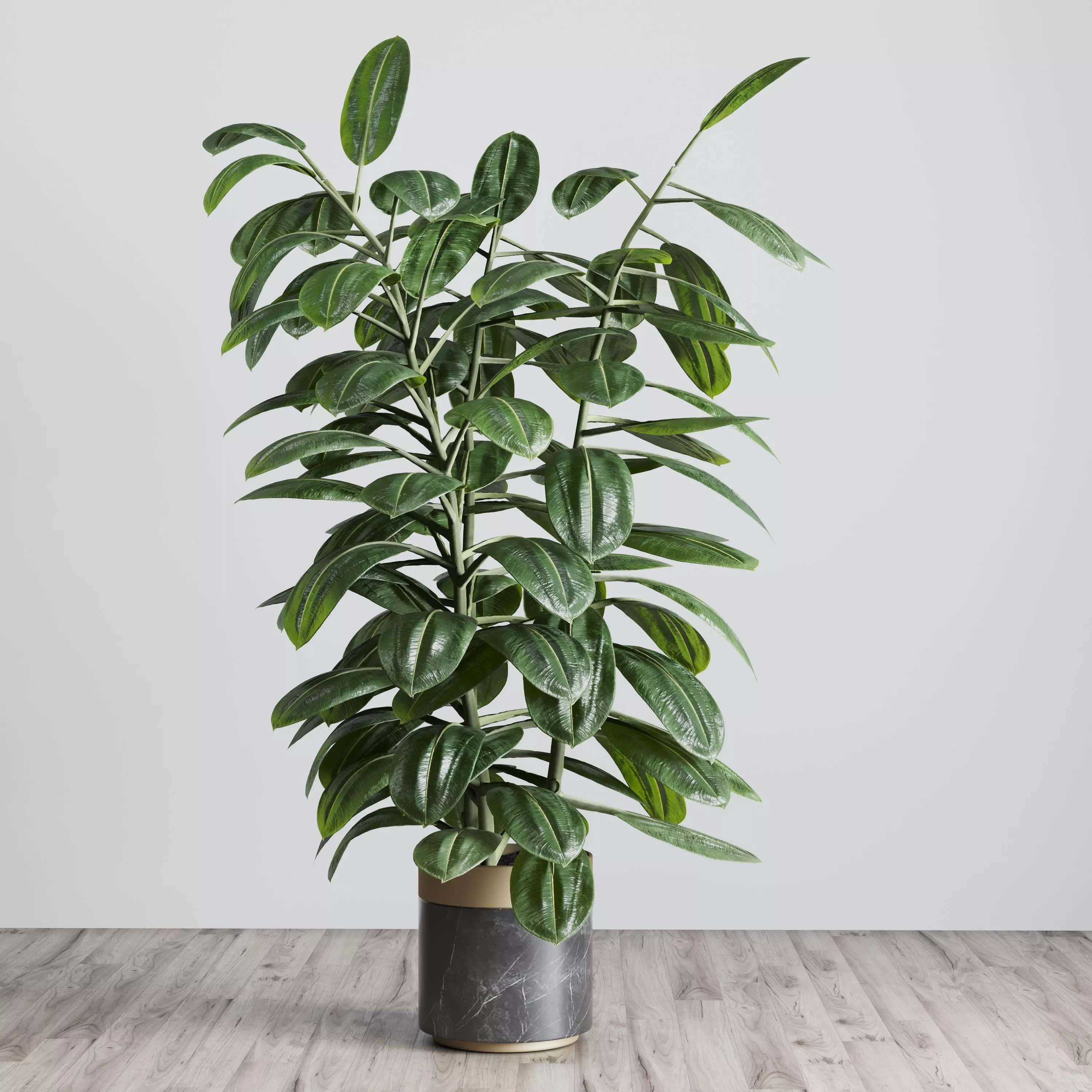 Ficus rubbery plant in marble vase - Indoor plant 369 Low-poly 3D model