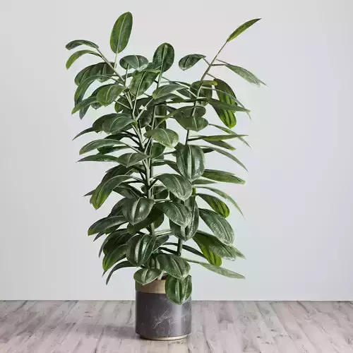 Ficus rubbery plant in marble vase - Indoor plant 369