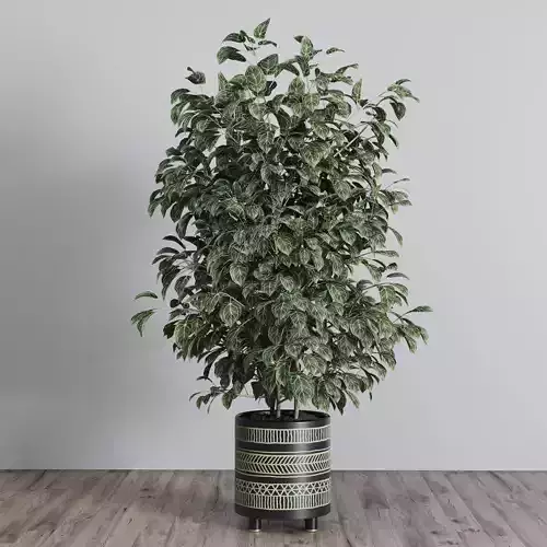 ficus benjamin tree 370 by handmade pottery vase