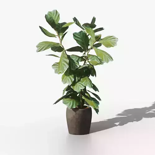 Pot plant ficus