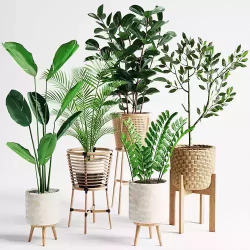 Indoor Plant Set 07