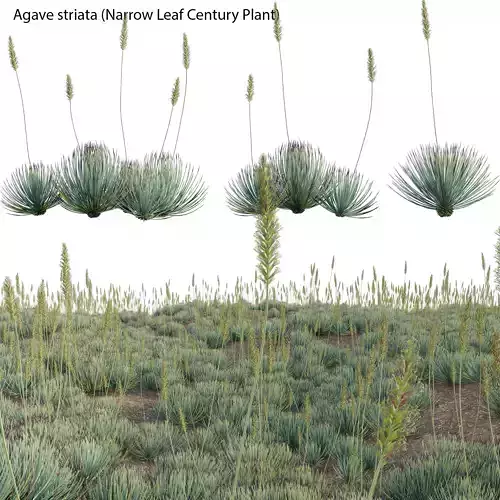 Agave striata - Narrow Leaf Century Plant 02 3D model