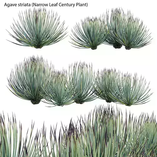 Agave striata - Narrow Leaf Century Plant
