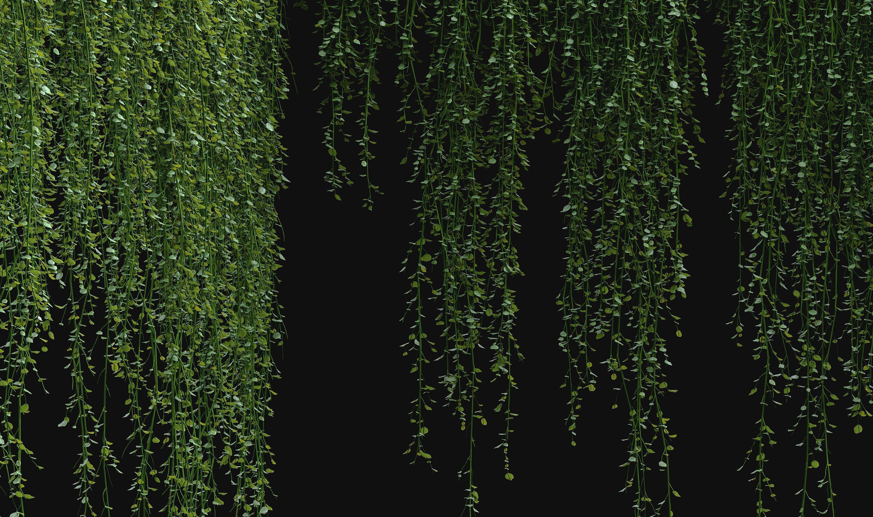 Hanging ivy plants 3D model_5