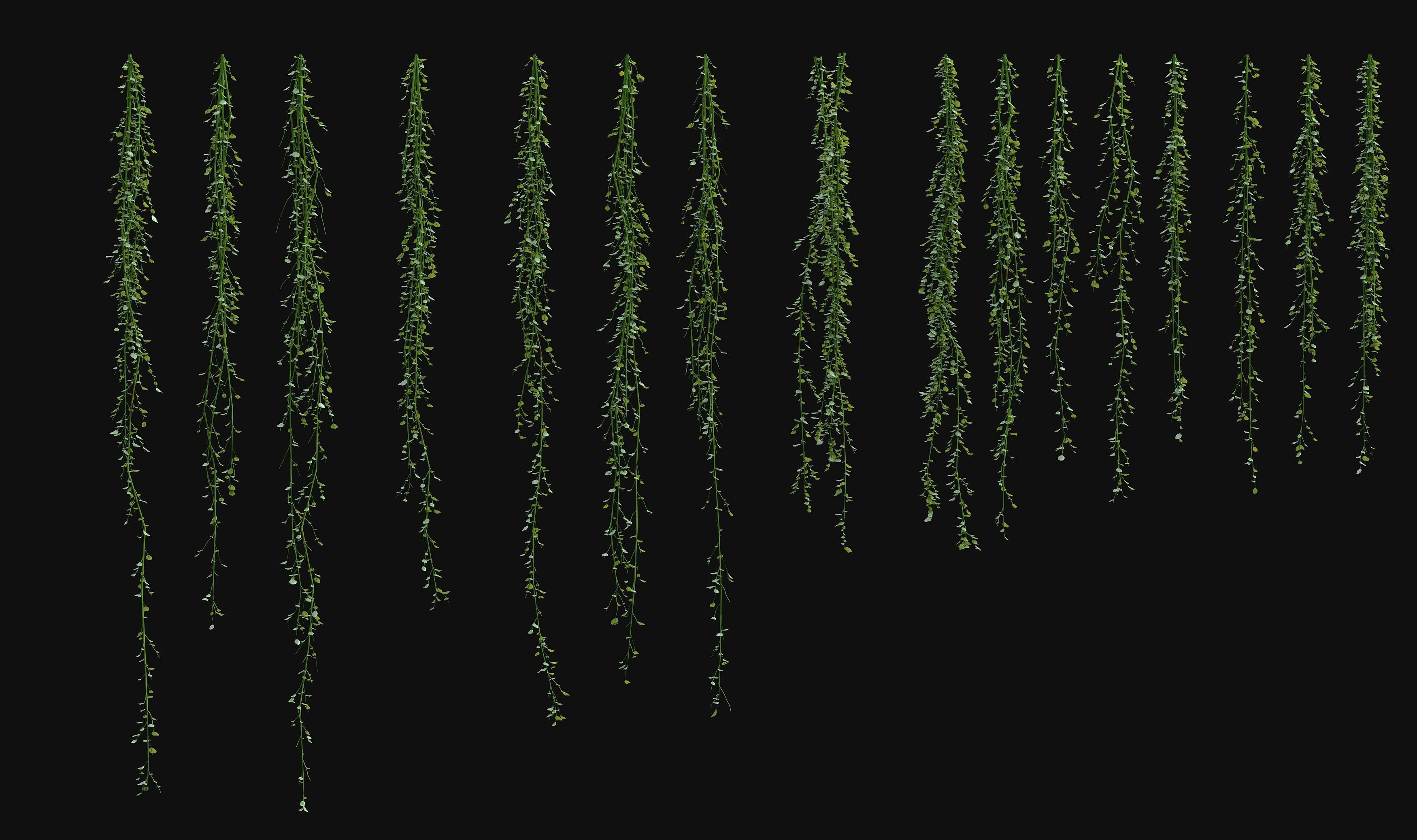 Hanging ivy plants 3D model_8