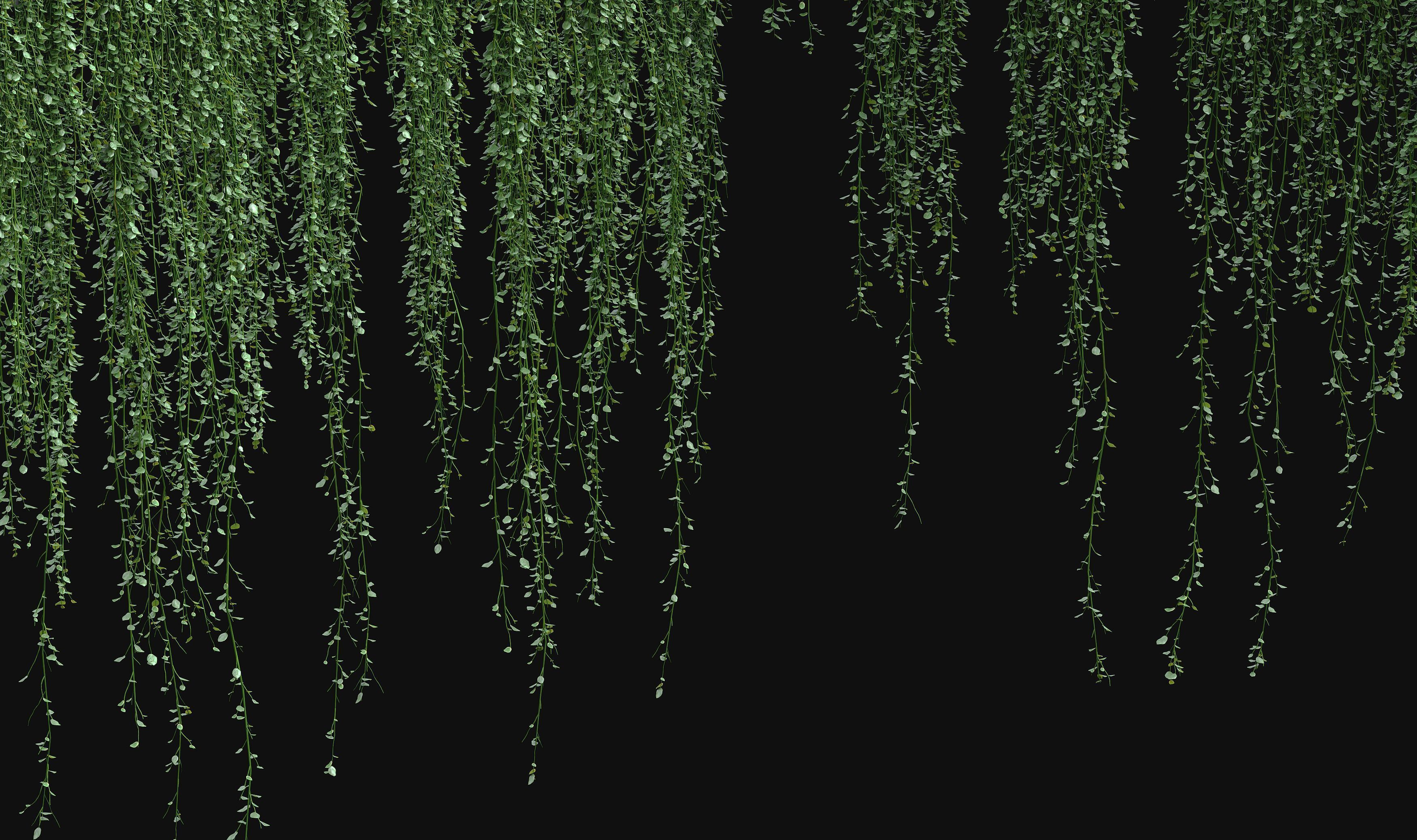 Hanging ivy plants 3D model_4