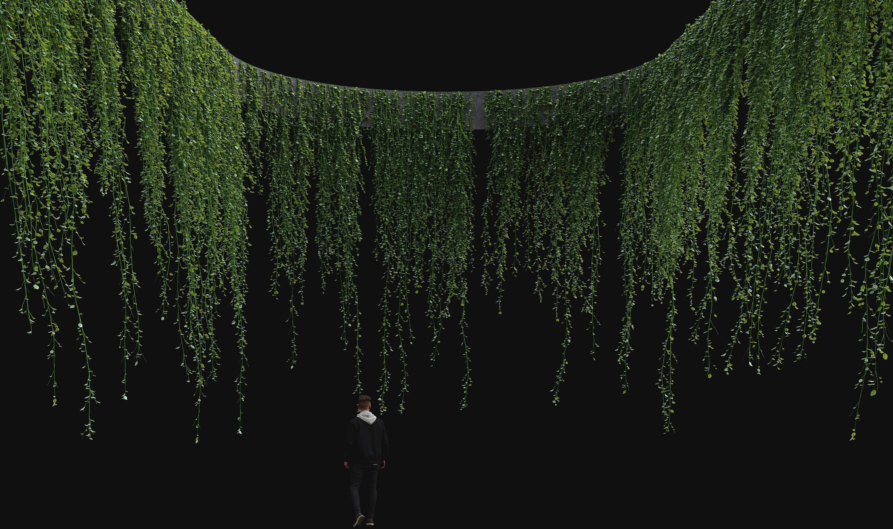 Hanging ivy plants 3D model_1