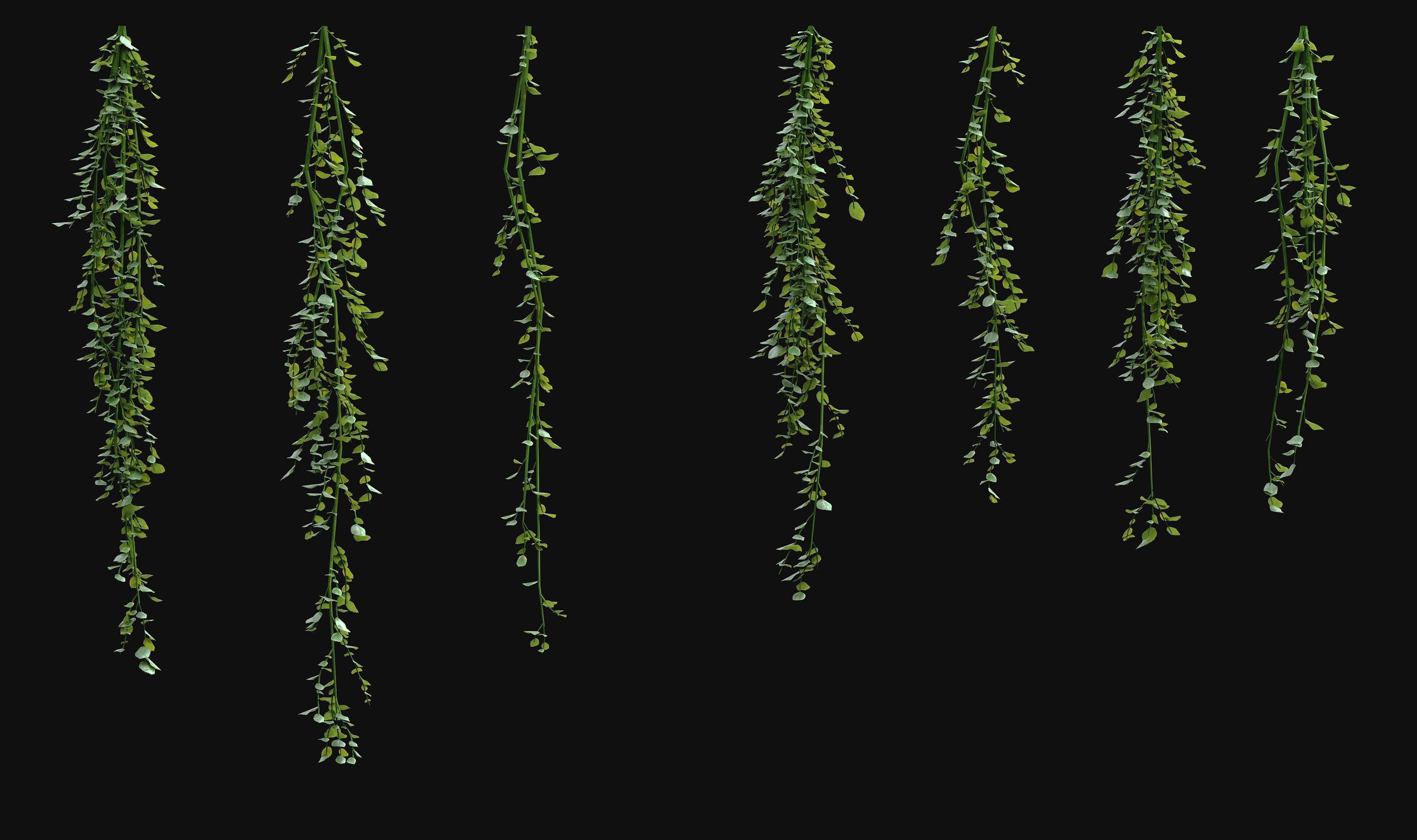 Hanging ivy plants 3D model_7