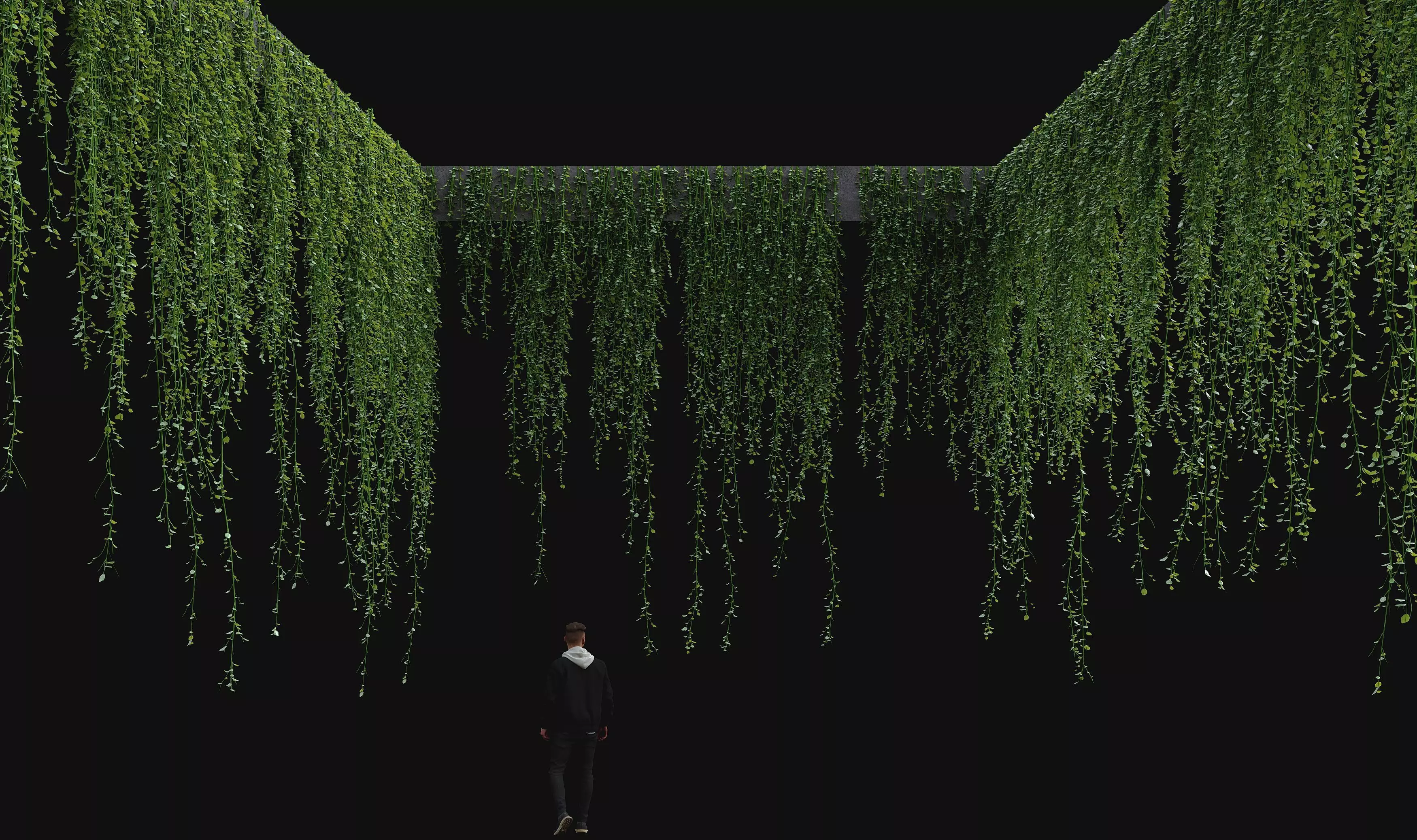 Hanging ivy plants 3D model_0