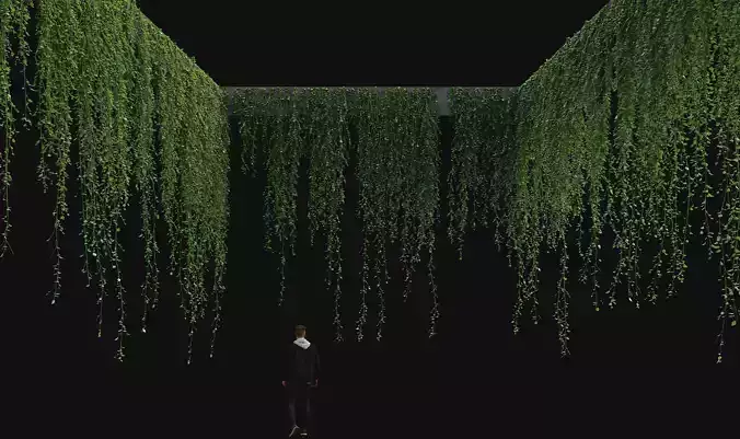 Hanging ivy plants