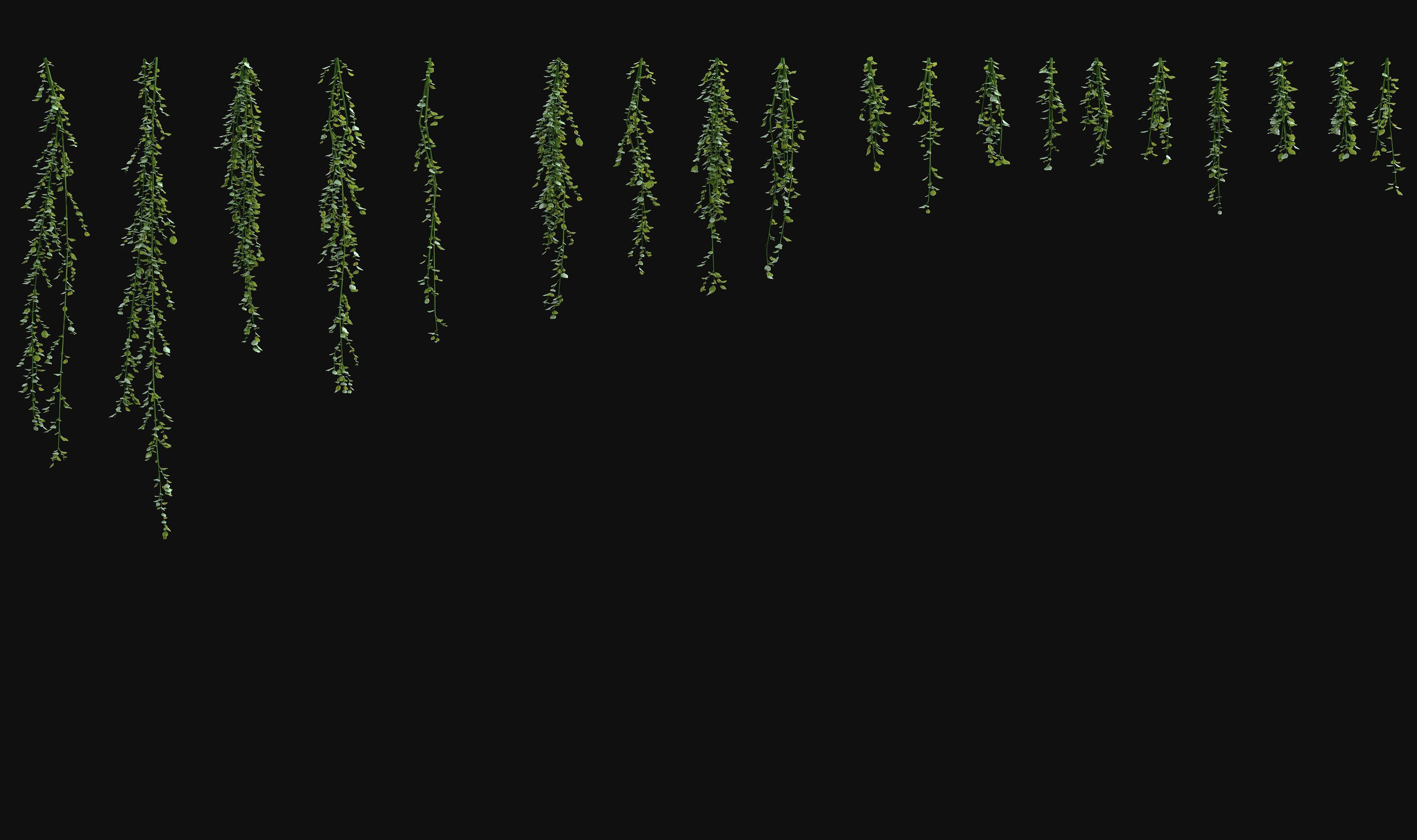 Hanging ivy plants 3D model_9