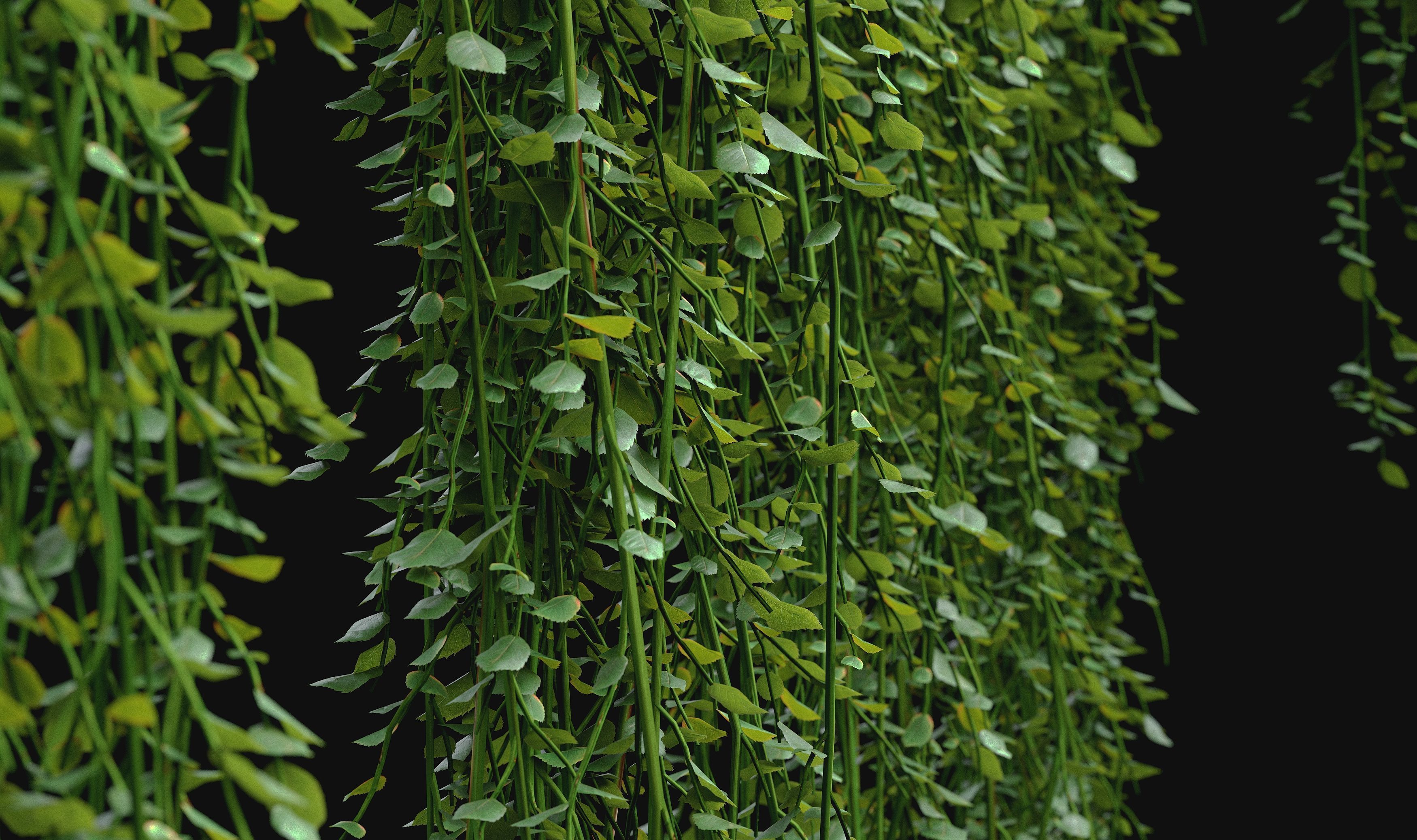 Hanging ivy plants 3D model_3