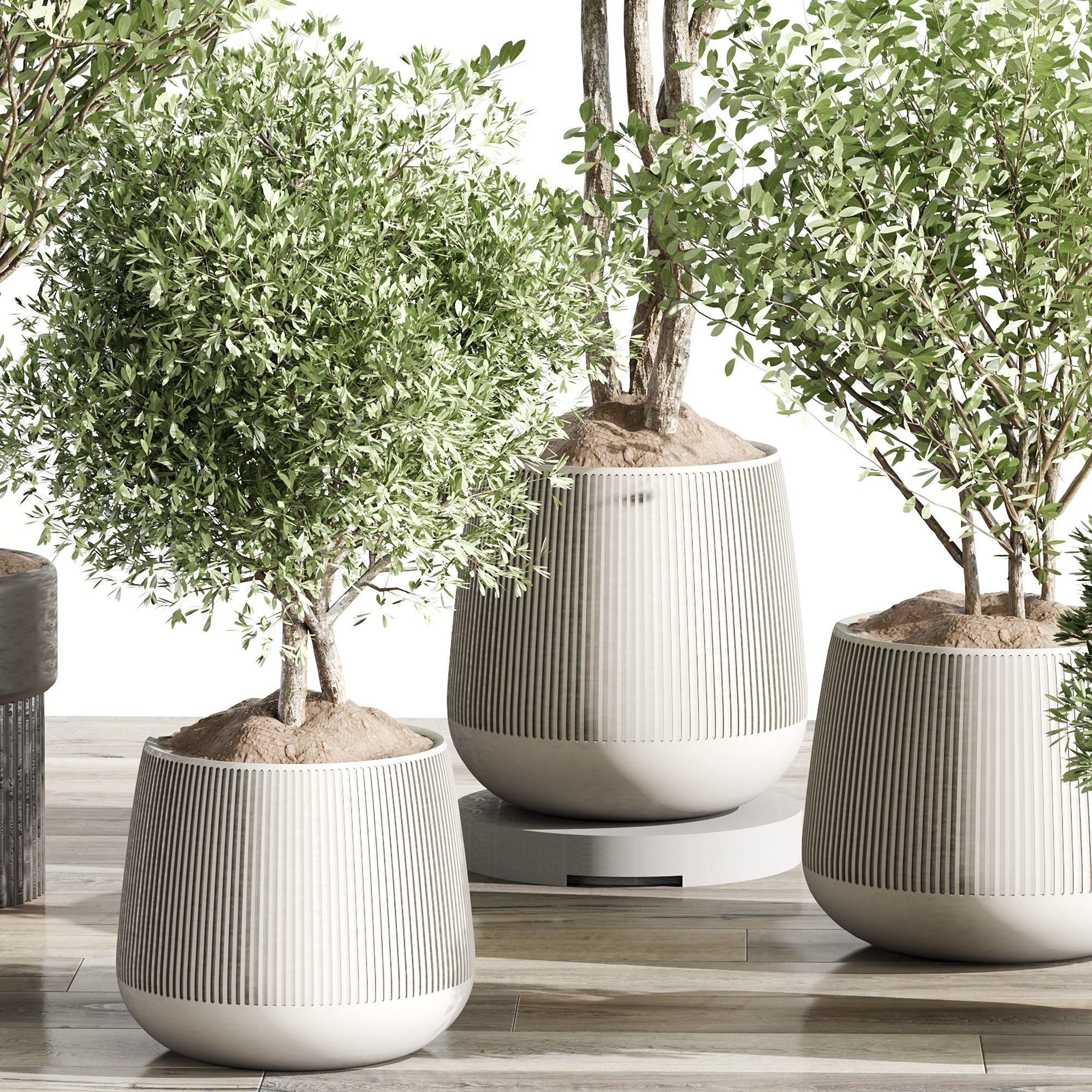 indoor plant 001 3D model_1