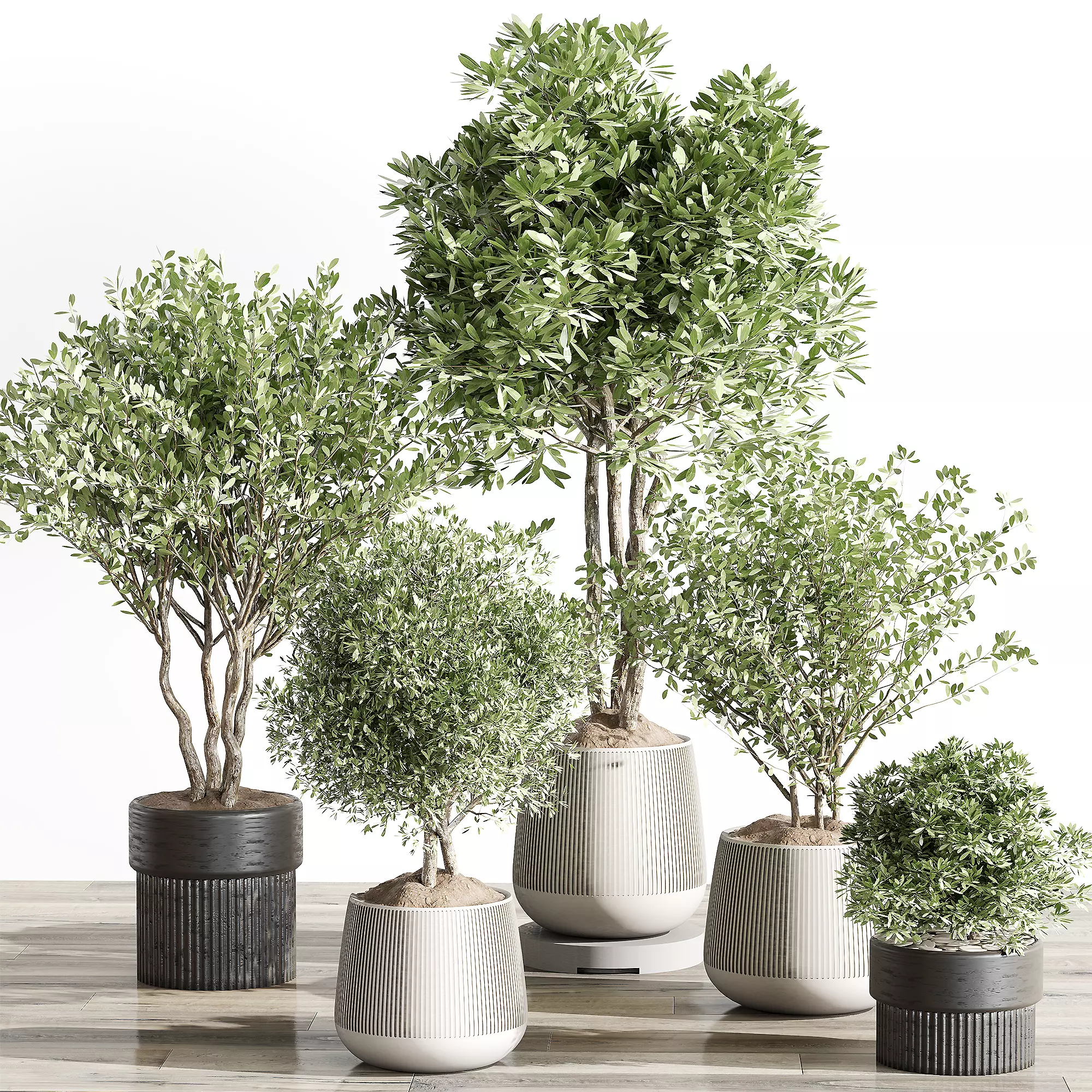 indoor plant 001 3D model_0