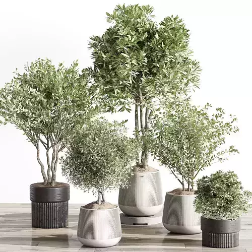 indoor plant 001 3D model