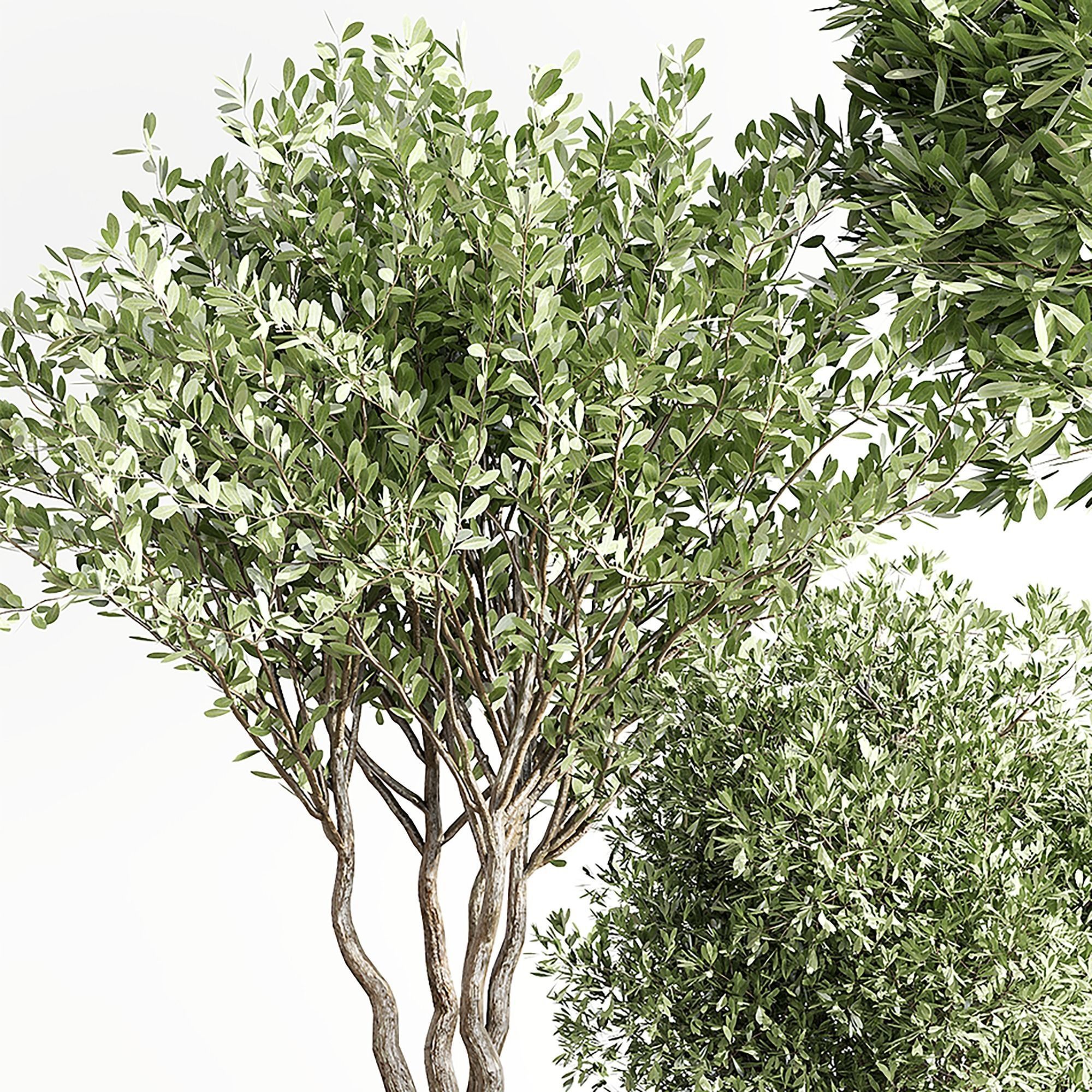 indoor plant 001 3D model_2