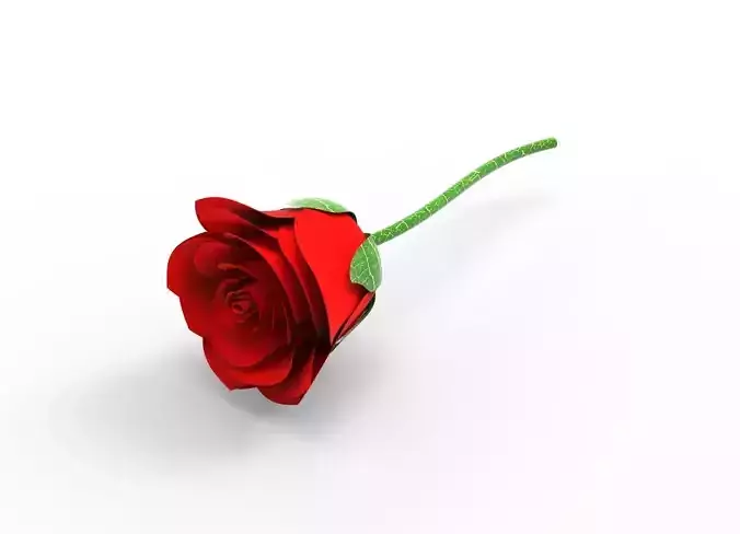 Beautiful Rose