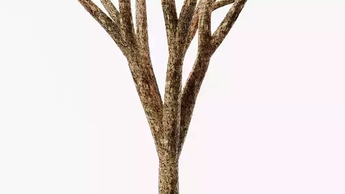 Tree Bark PBR Texture Texture