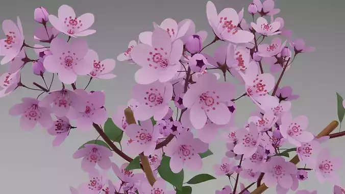 3D Cherry Blossom Tree 3D model