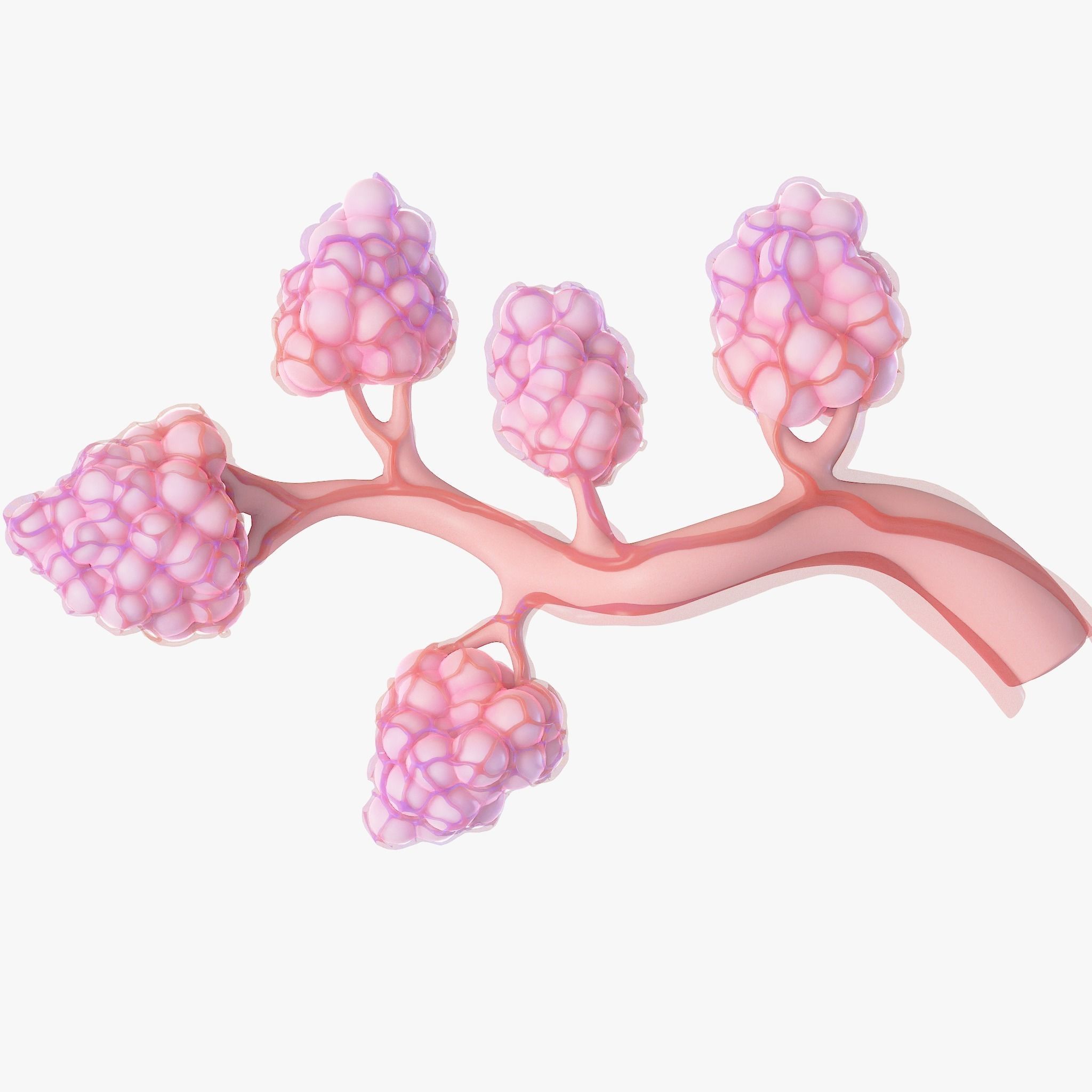 Breast Lactiferous Duct Anatomy 3D model_7