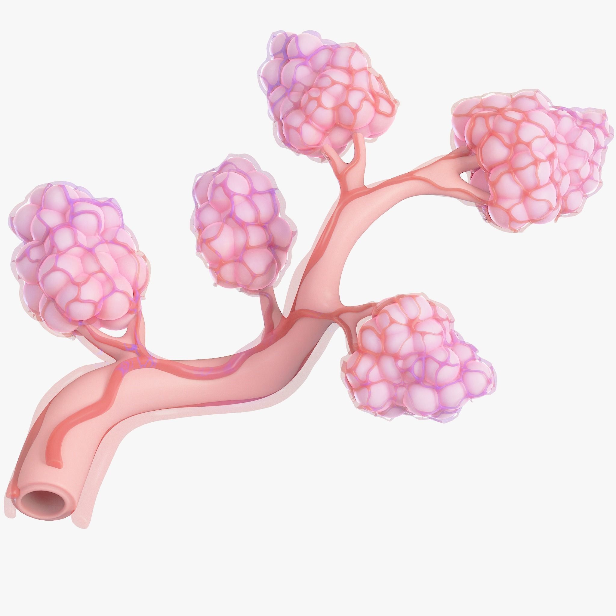 Breast Lactiferous Duct Anatomy 3D model_8