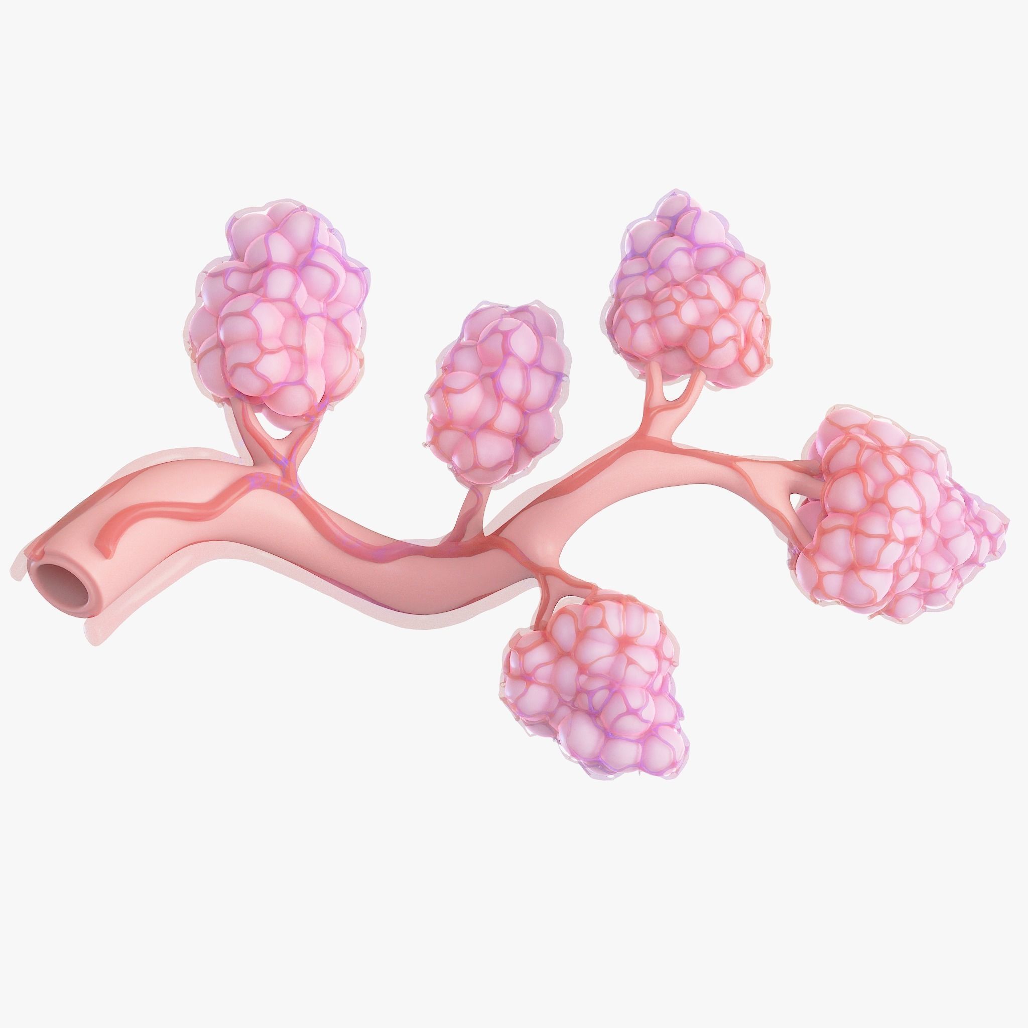 Breast Lactiferous Duct Anatomy 3D model_9