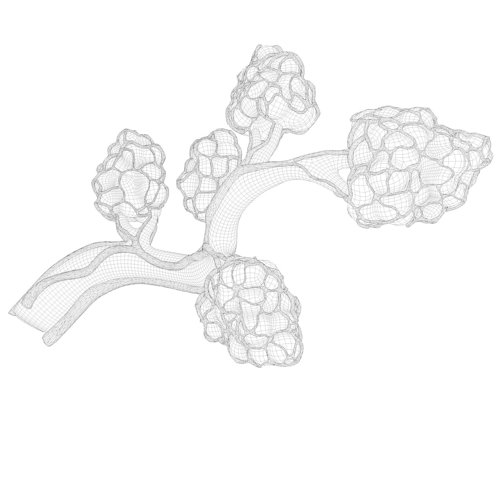 Breast Lactiferous Duct Anatomy 3D model_15