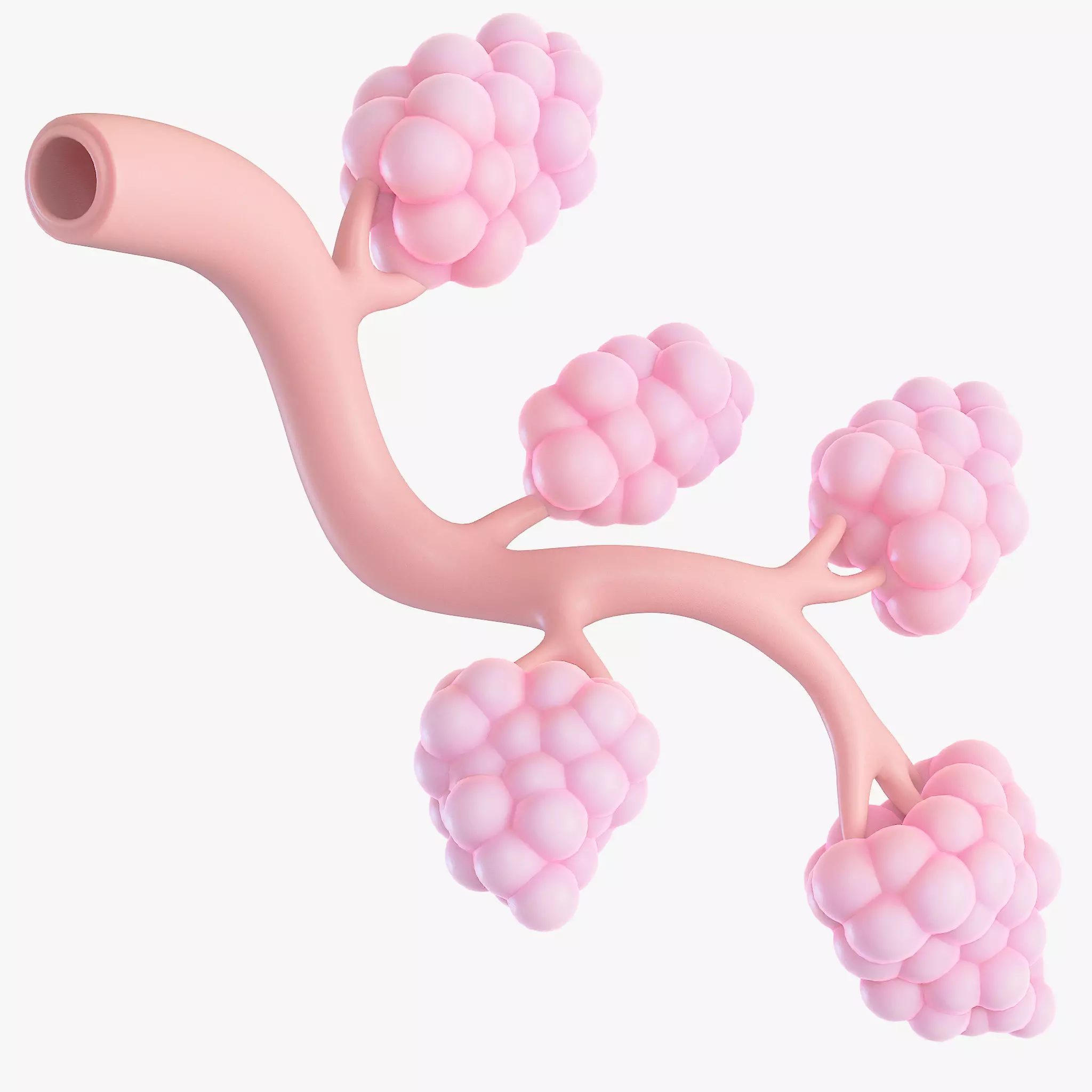 Breast Lactiferous Duct Anatomy 3D model_0