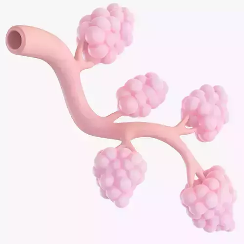 Breast Lactiferous Duct Anatomy