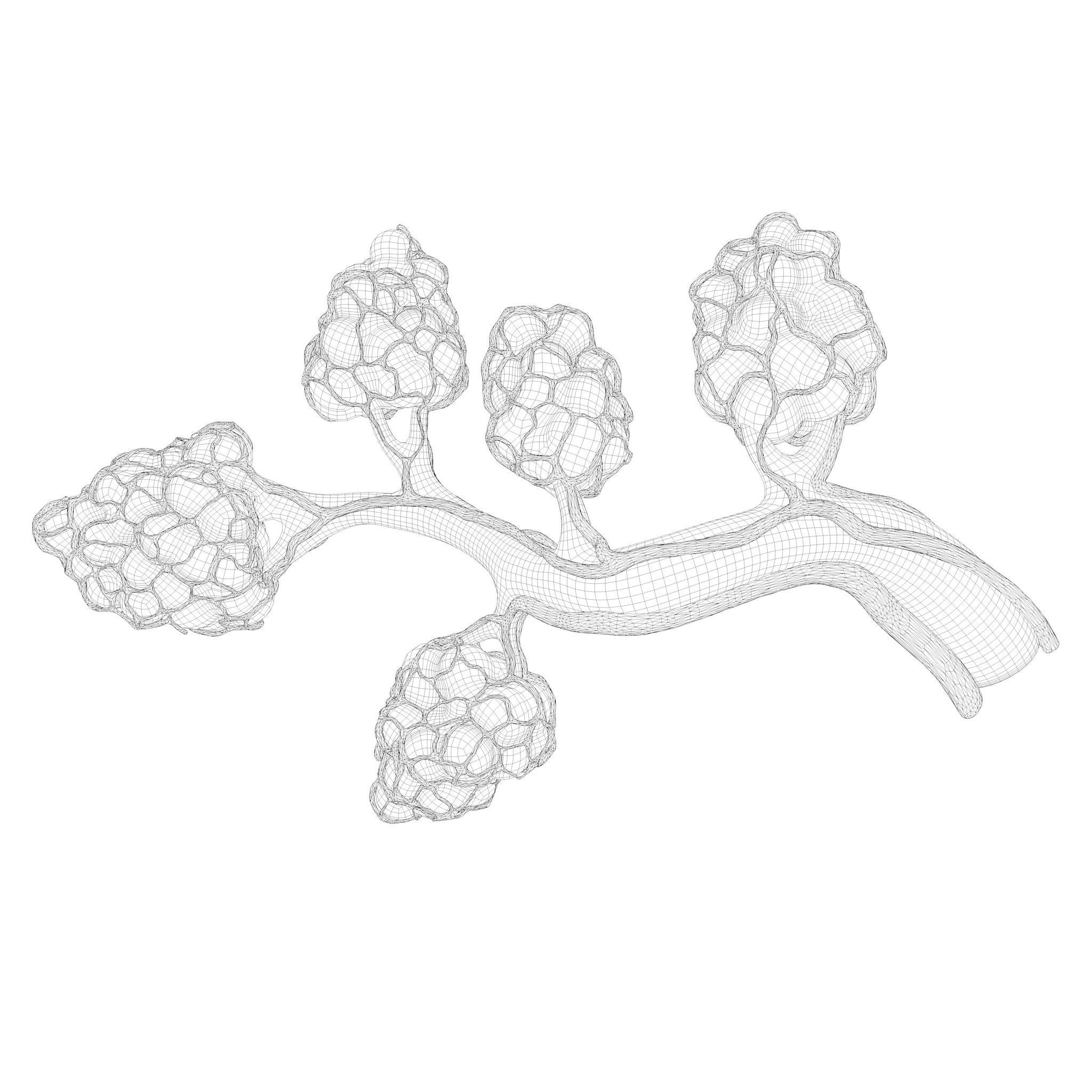 Breast Lactiferous Duct Anatomy 3D model_14