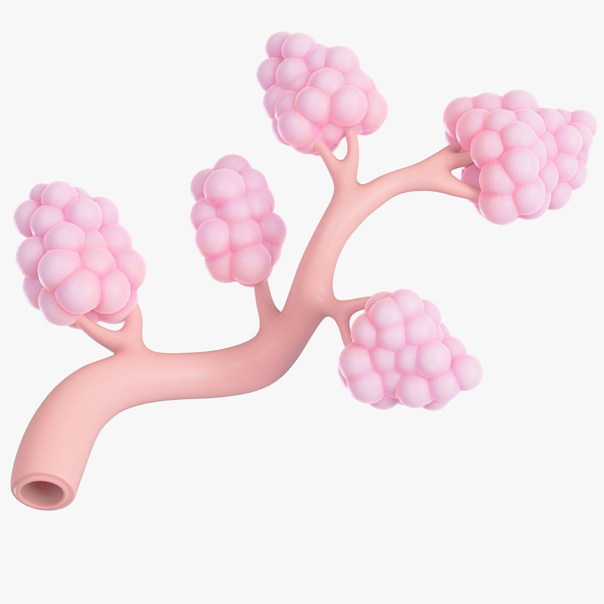 Breast Lactiferous Duct Anatomy 3D model_4