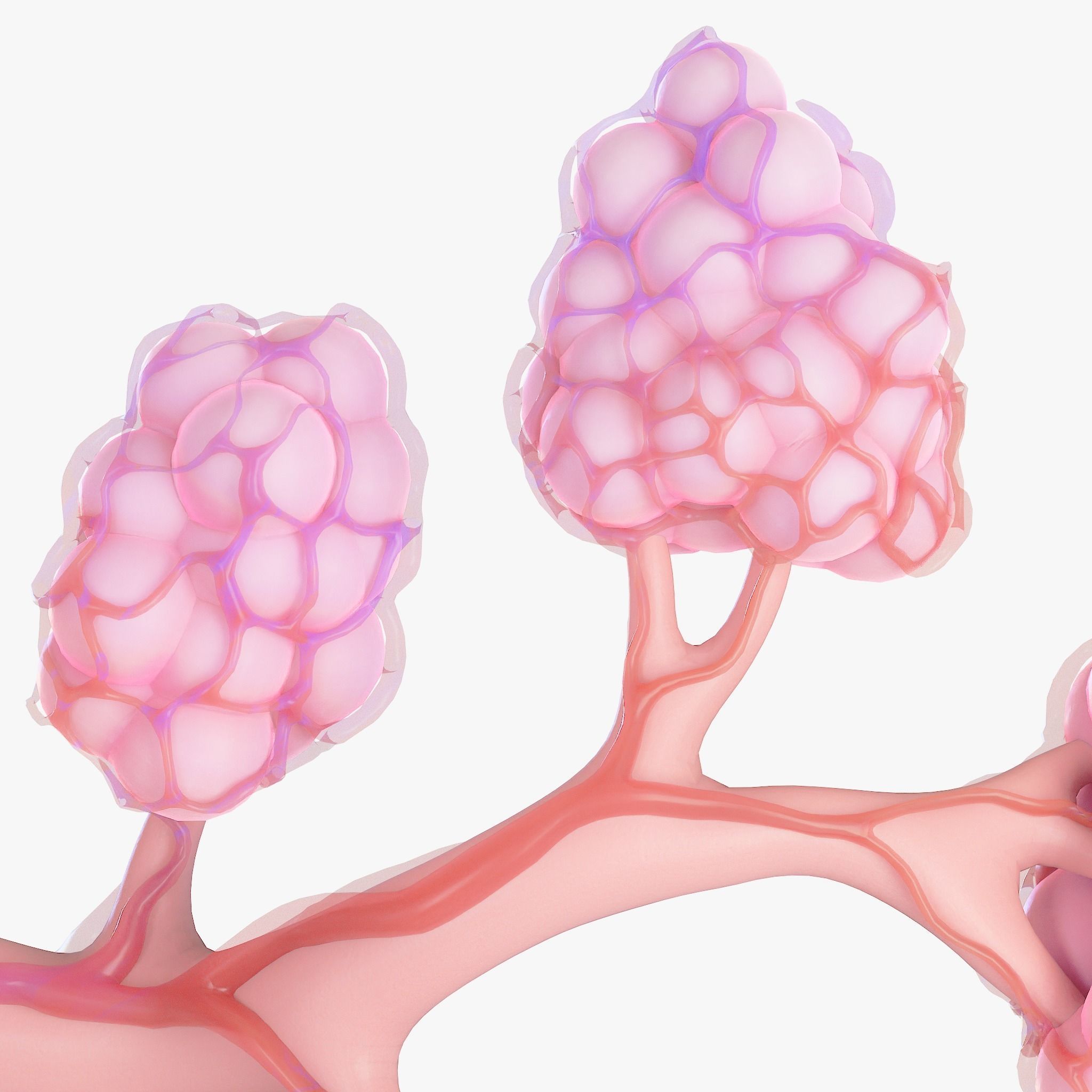 Breast Lactiferous Duct Anatomy 3D model_12